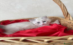 Siberian cats for sale: GCCF Registered Siberian Kitten For Sale  - Image 16