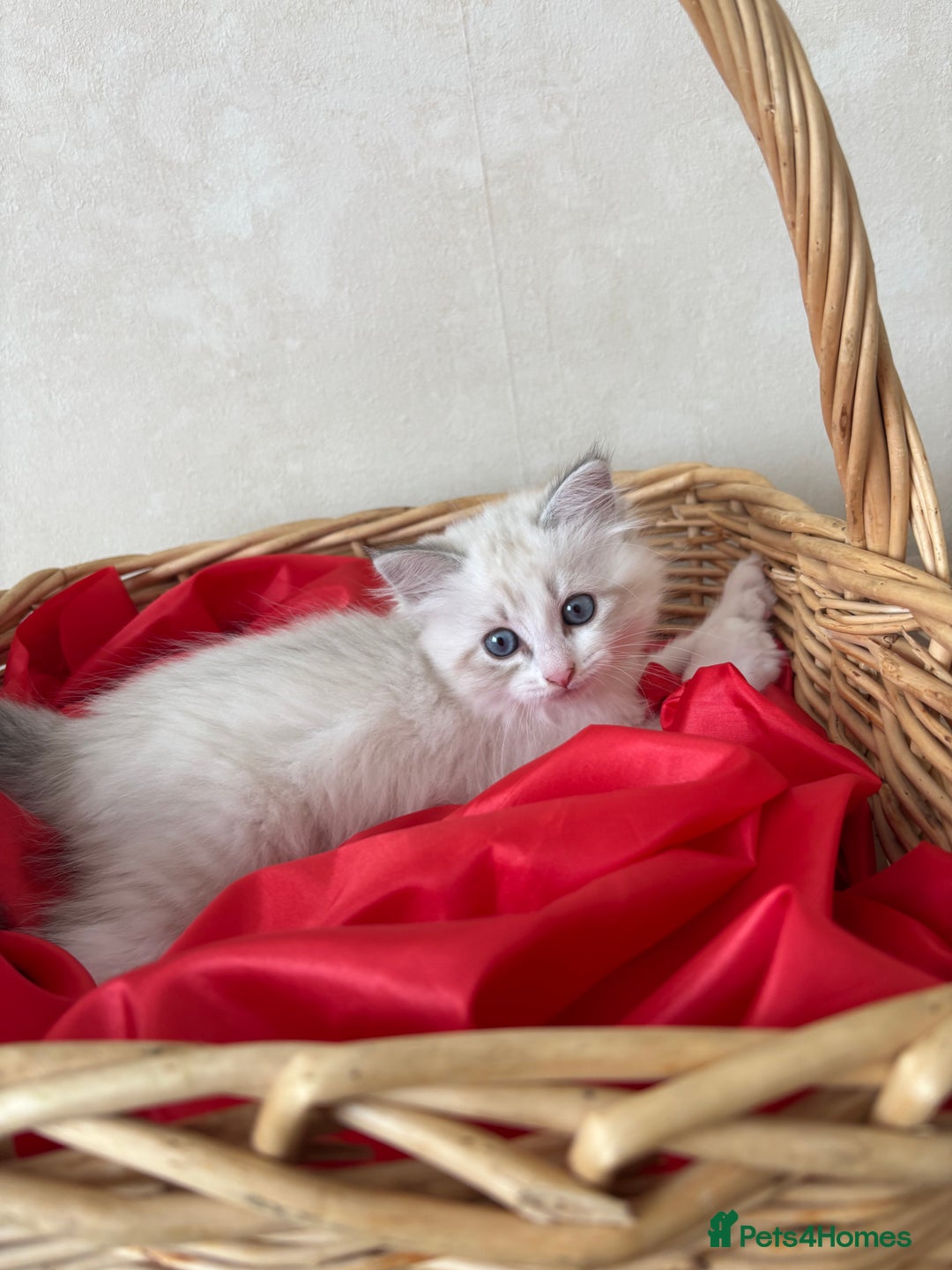 Siberian cats for sale: GCCF Registered Siberian Kitten For Sale  - Image 16
