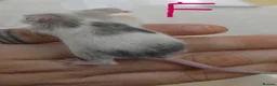 Mouse rodents for sale: Fancy Mice - Advert 8