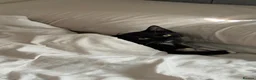 American Shorthair cats for sale: 4 Beautiful American Shorthair Kittens  - Advert 16