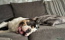 English Bulldog dogs for sale: British bulldog for sale - Image 3