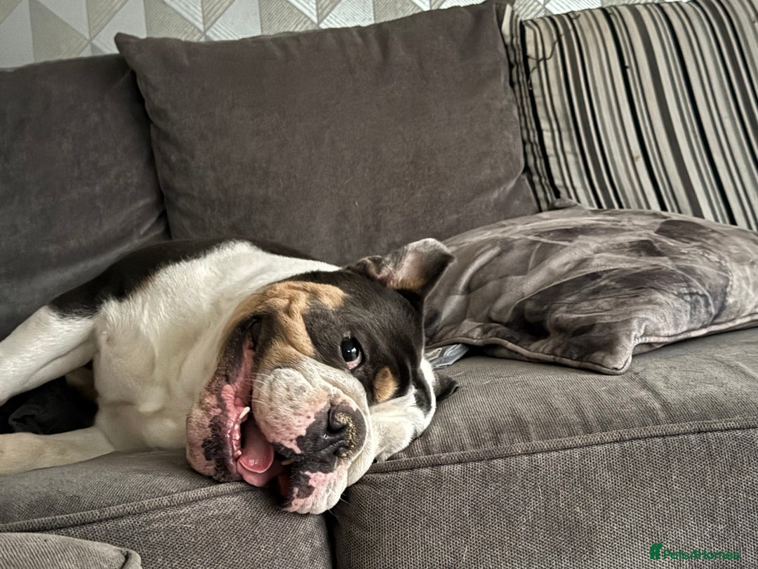 English Bulldog dogs for sale: British bulldog for sale - Image 3