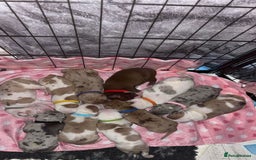Mixed Breed dogs for sale: American Bulldog X Mastiff mix  - Image 18