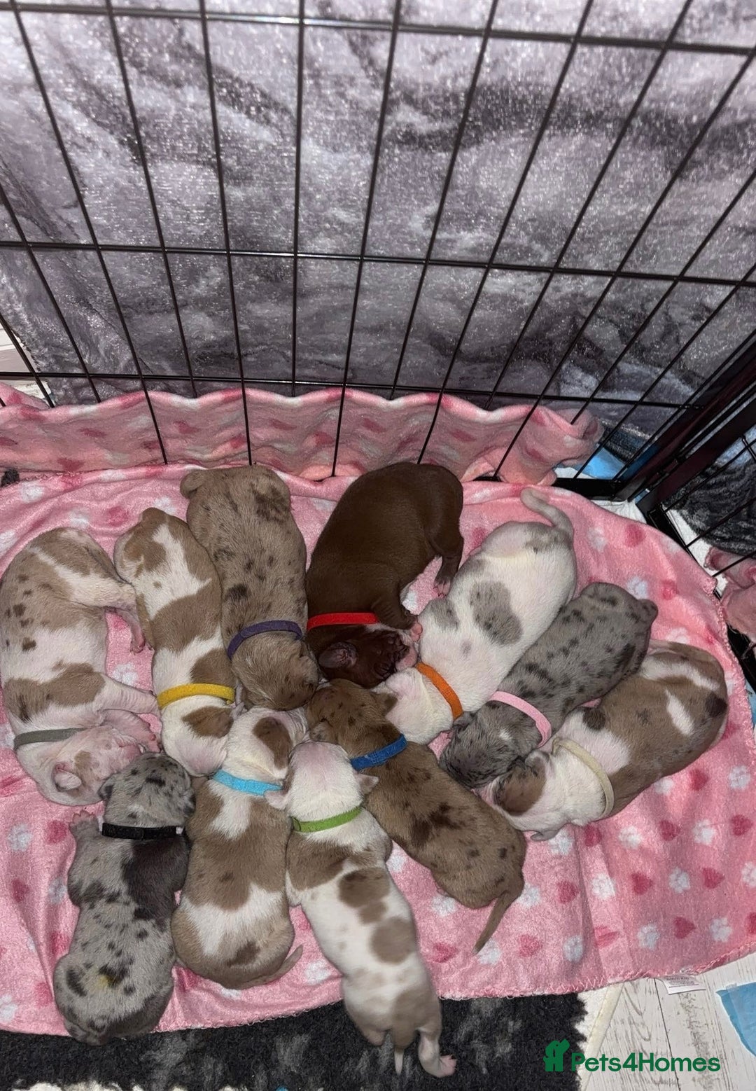 Mixed Breed dogs for sale: American Bulldog X Mastiff mix  - Image 18