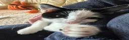 Mixed Breed cats for sale: Kitty  - Advert 5