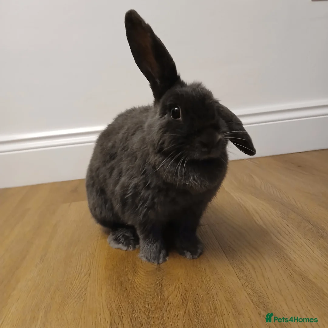 Mixed Breed rabbits for sale: 2 Year Old Dark Grey Mini-lop💗 - Advert 4