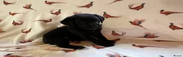 Labrador Retriever dogs for sale: KC LABRADOR RETRIEVER PUPPIES - Advert 9