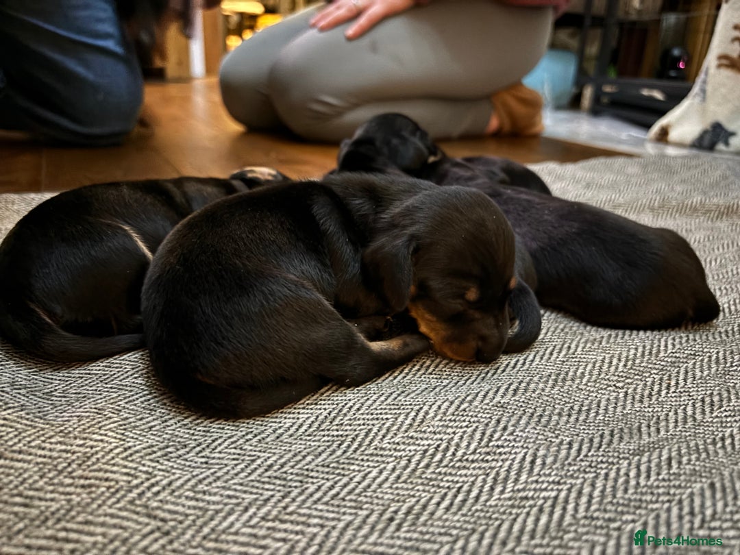Miniature Dachshund dogs for sale: miniature Dachshund  - Advert 11