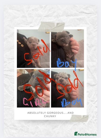 French Bulldog dogs - Advert 1