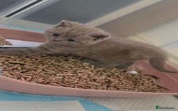 British Shorthair cats for sale: 4 British shorthair kittens in Bingley - Image 1