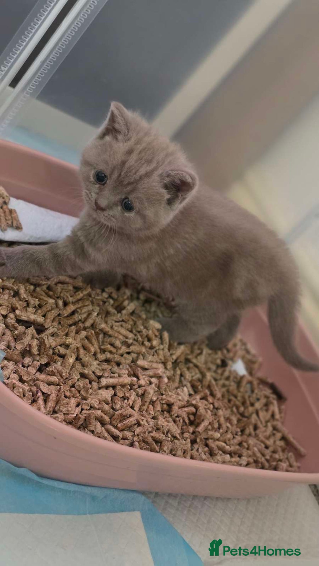 British Shorthair cats for sale: 4 British shorthair kittens in Bingley - Image 1