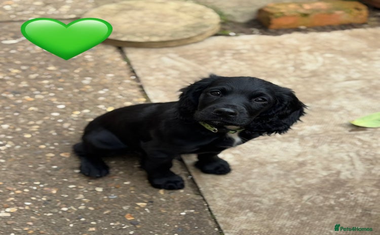 Cocker Spaniel dogs - Advert 11