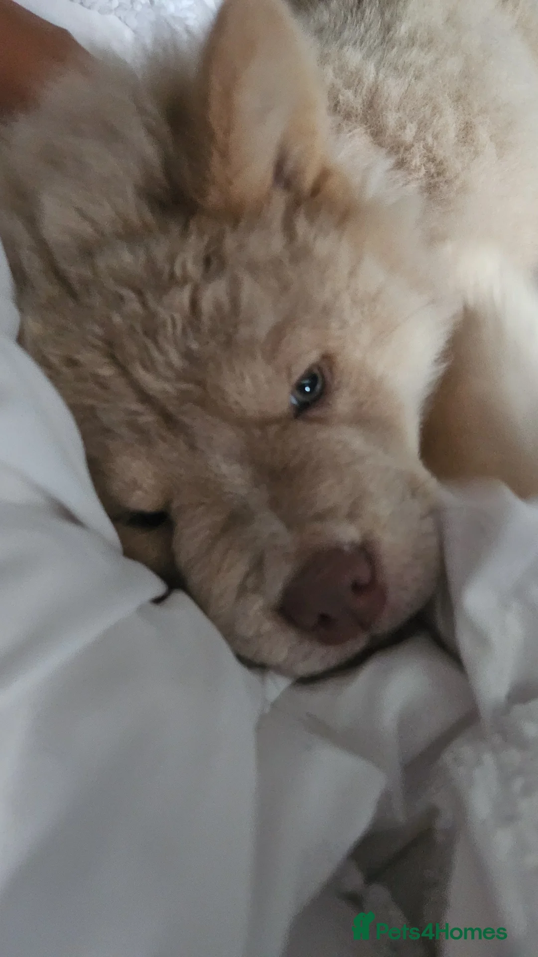 Chow Chow dogs for stud: 🌍 UKs first Lilac Panda Chow Chow Stud - KC - Advert 7