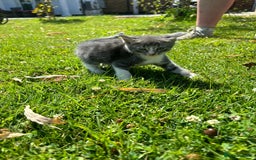 Domestic Shorthair cats for sale: Four Adorable Kittens - Mixed Litter - Image 7