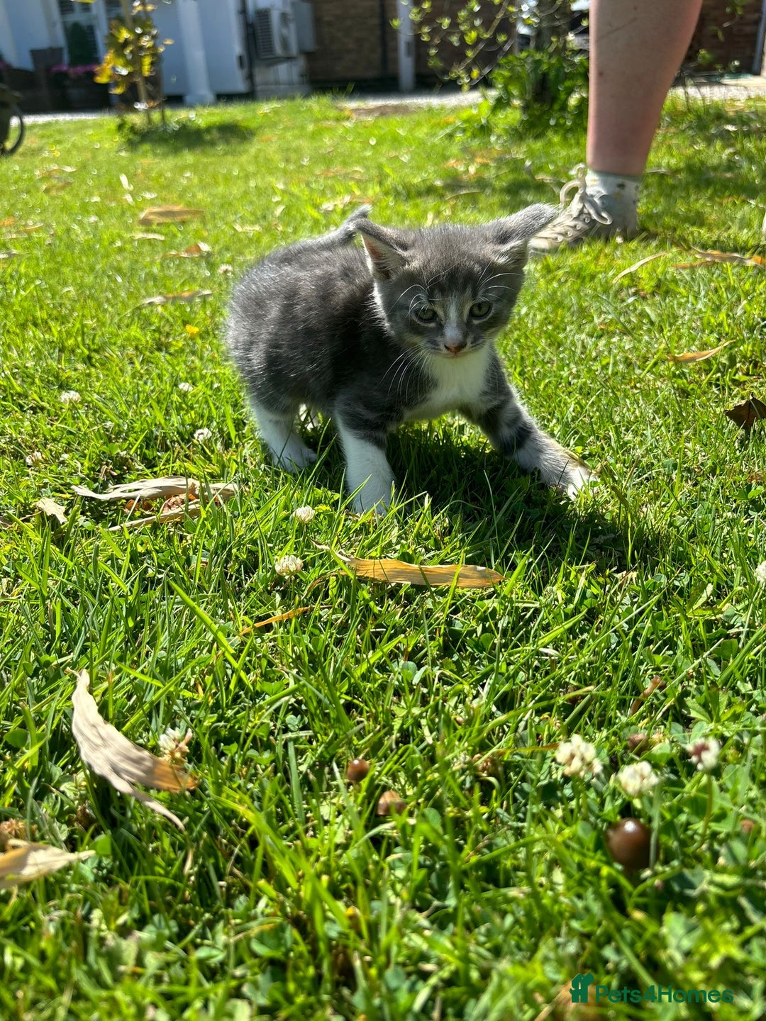 Domestic Shorthair cats for sale: Four Adorable Kittens - Mixed Litter - Image 7