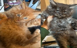 Maine Coon cats for sale: Stunning XL Pure bred Main Coon kittens for sale  - Image 5