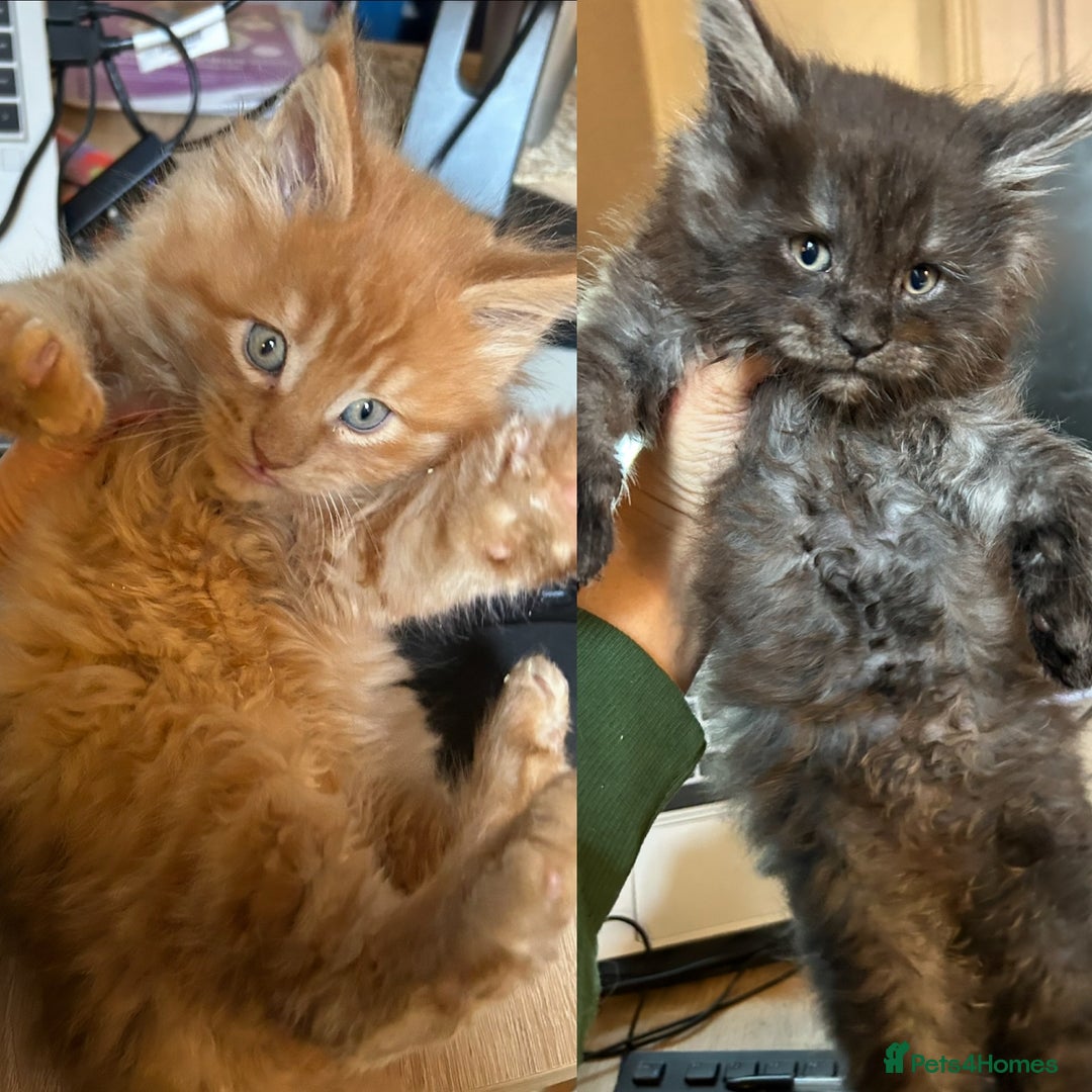 Maine Coon cats for sale: Stunning XL Pure bred Main Coon kittens for sale  - Image 5