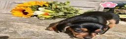 Miniature Dachshund dogs for sale: 💕 Lovely Miniature Dachshund Puppies - Advert 3