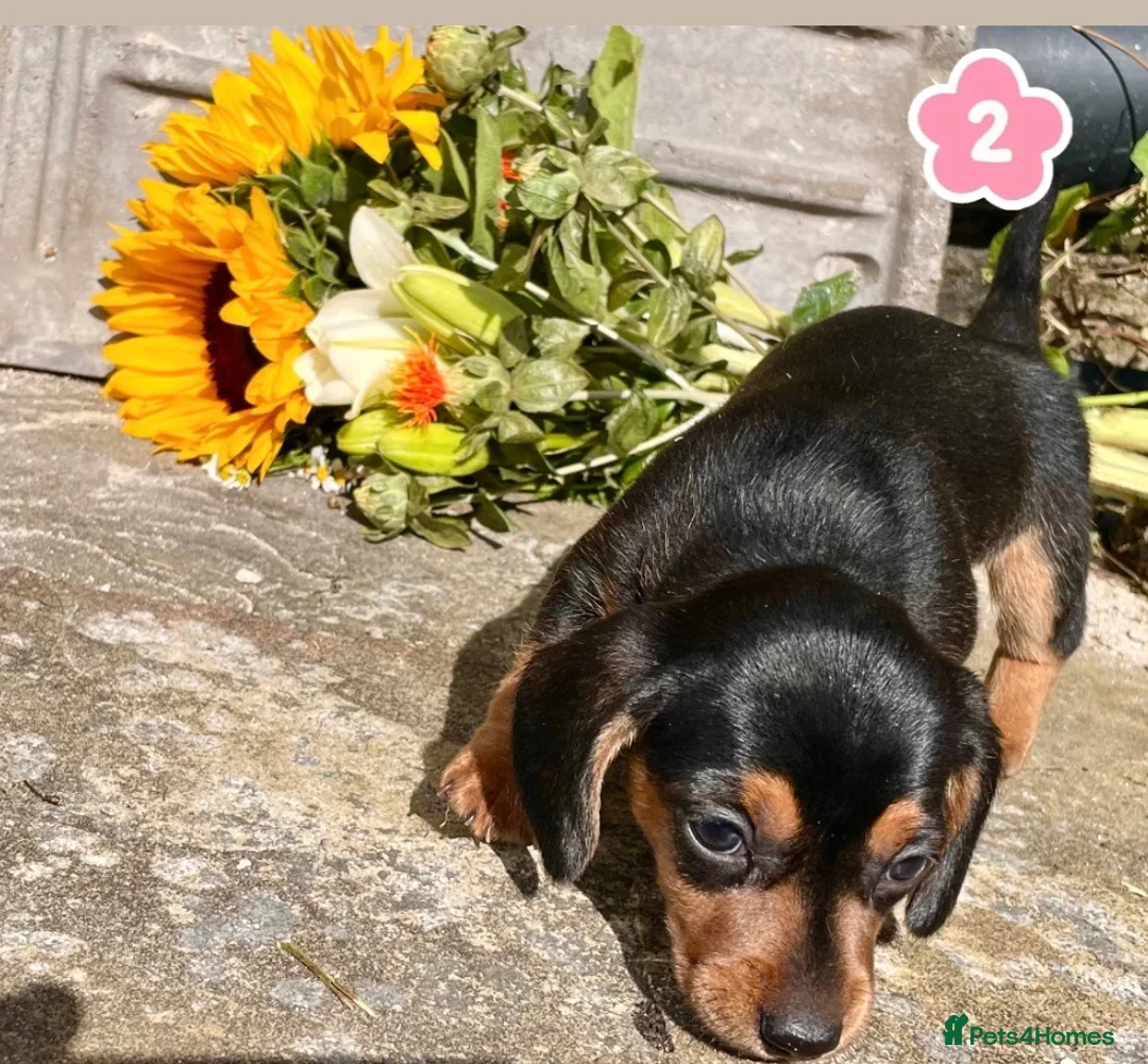 Miniature Dachshund dogs for sale: 💕 Ready Now and Reduced! Lovely Mini Doxies - Advert 2