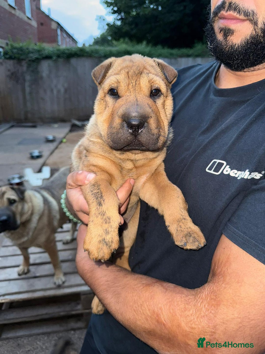 Shar Pei dogs for sale: Shar Pei Puppies (5 boys, 1 girl) *8 weeks* - Image 5