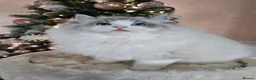 Ragdoll cats for stud: Stunning GCCF ACTIVE registered stud  - Advert 3