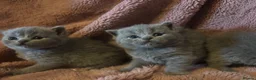 British Shorthair cats for sale: British blue shorthair kittens available 22/10 - Advert 4