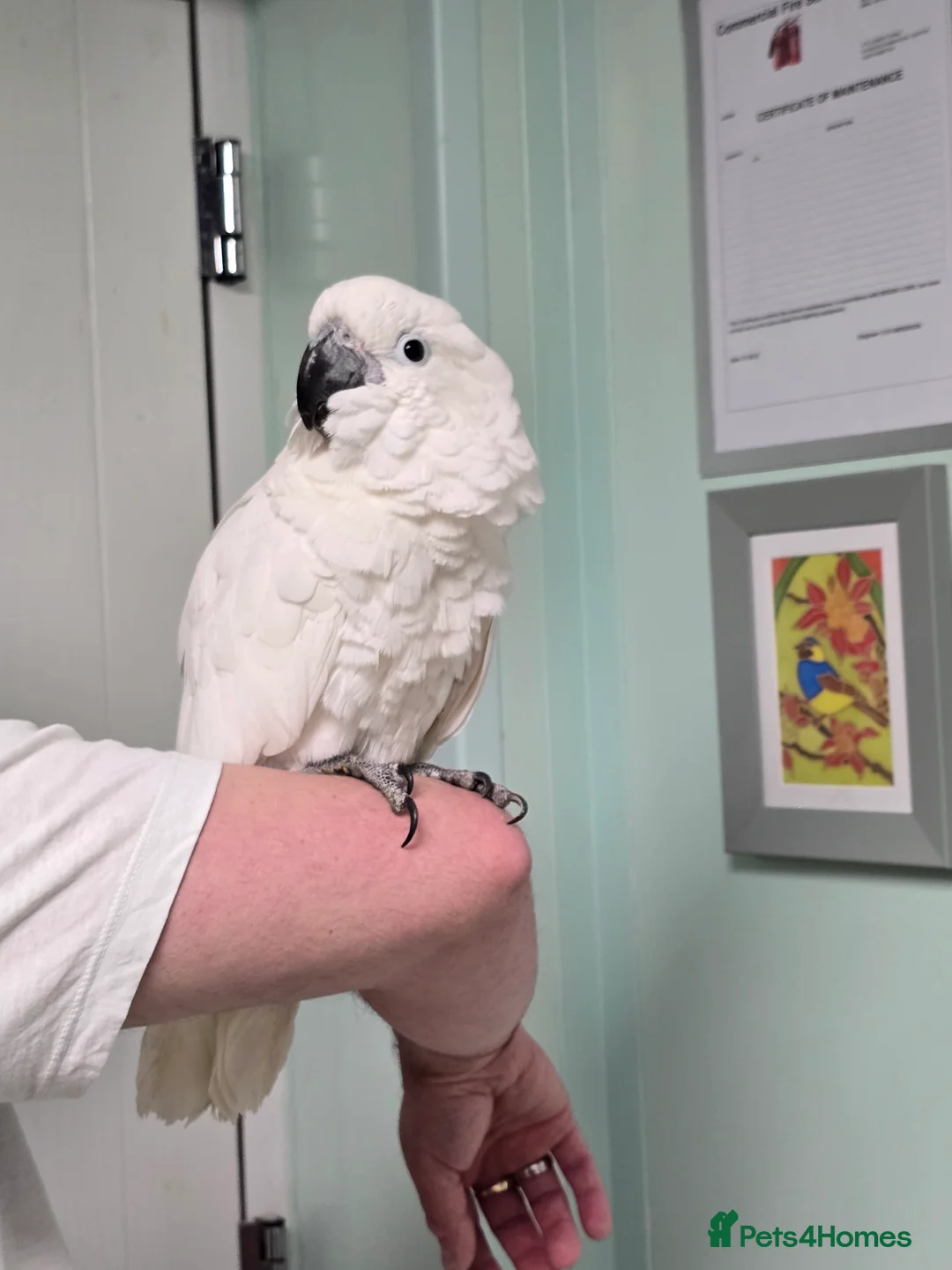 Cockatoo birds for sale: (Rare chance) Handreared Umbrella Cockatoo & Galah - Advert 1