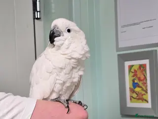 Cockatoo birds (Rare chance) Handreared Umbrella Cockatoo & Galah - Advert 2