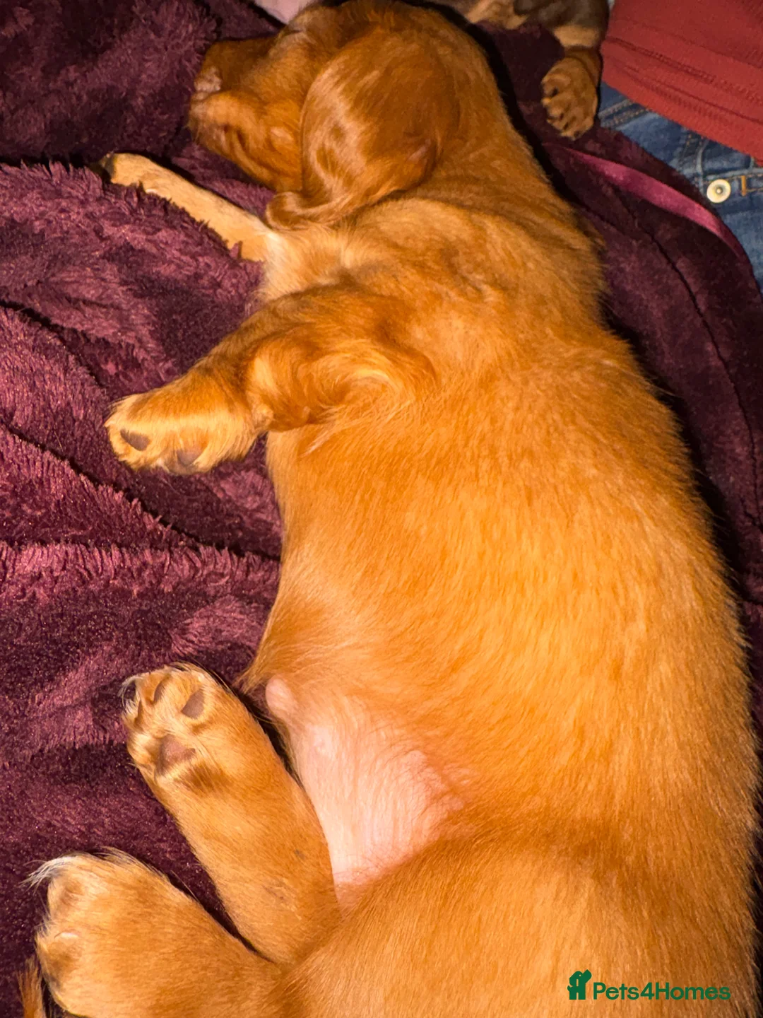 Dachshund dogs for sale: Long haired girl and left  - Advert 10