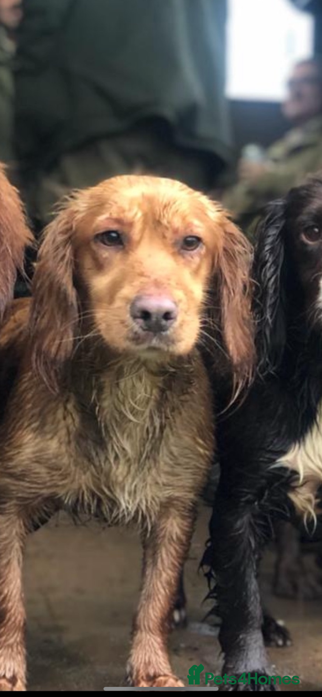 Cocker Spaniel dogs for sale: KC Working Cocker Spaniel Puppies  - Advert 12