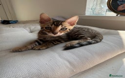 Bengal cats for sale: Beautiful Bengal kitten - Image 2
