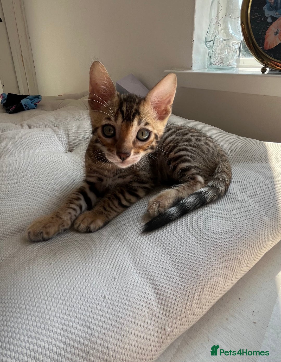 Bengal cats for sale: Beautiful Bengal kitten - Image 2