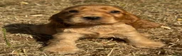 Cocker Spaniel dogs for sale: ❤️BEAUTIFUL GOLDEN COCKER SPANIEL 100% SHOWTYPE❤️ - Advert 11