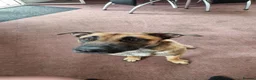 Belgian Shepherd Dog dogs for sale: Belgian Malanoi  in Bradford - Advert 1