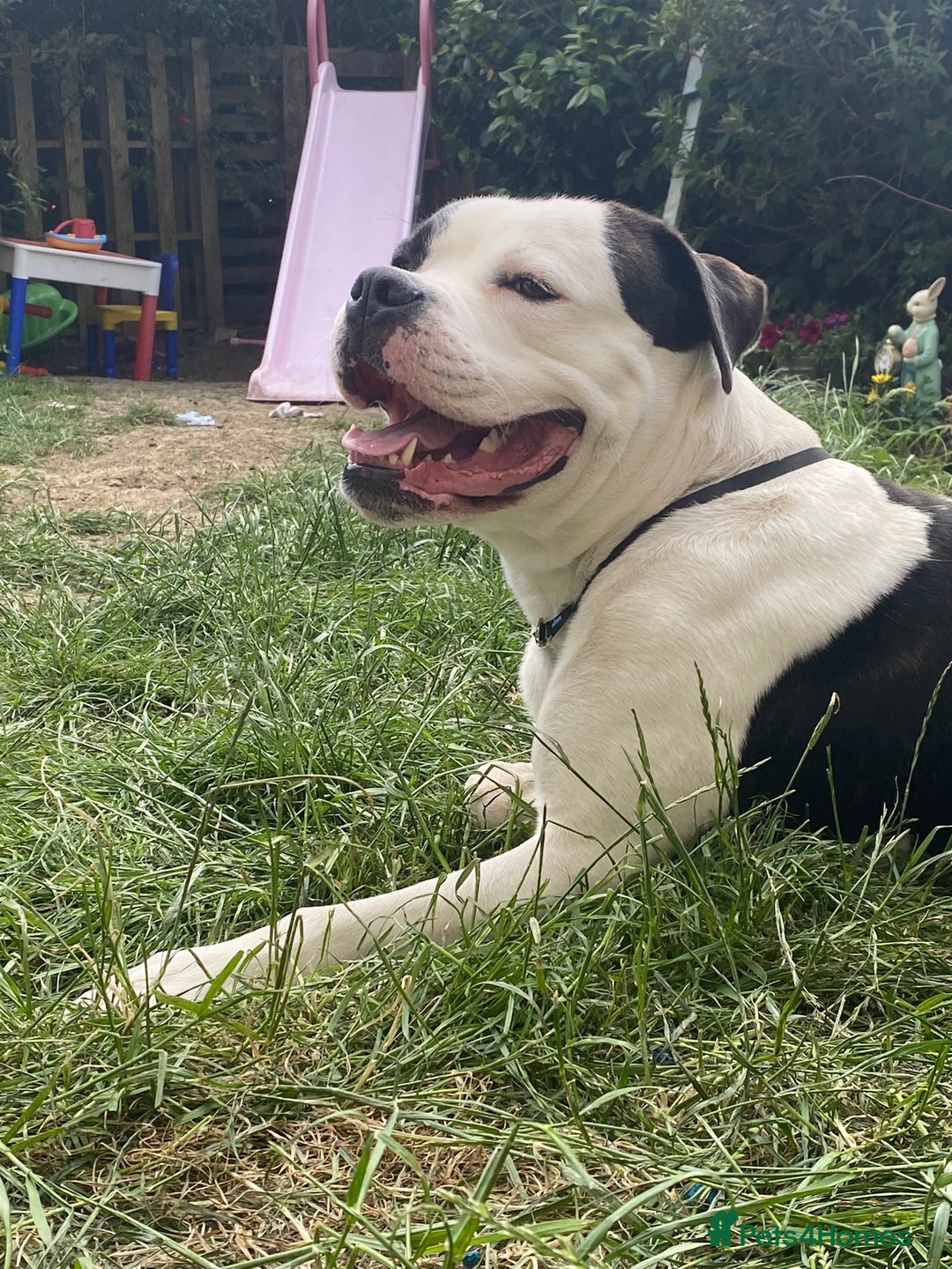 Mixed Breed dogs for sale: Cane Corso-Belgian Malanois cross American Bulldog - Advert 3