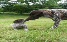 Mixed Breed dogs for sale: GSP X Springer pups (3 left) Northern Ireland  - Image 8