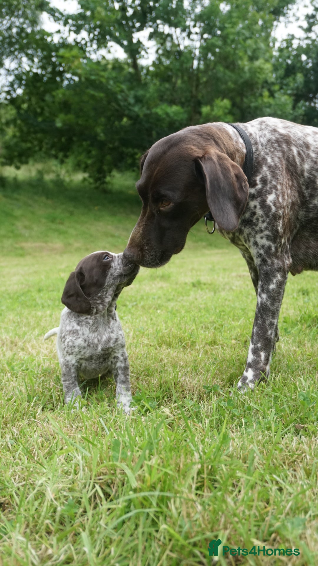 Mixed Breed dogs for sale: GSP X Springer pups (3 left) Northern Ireland  - Image 8