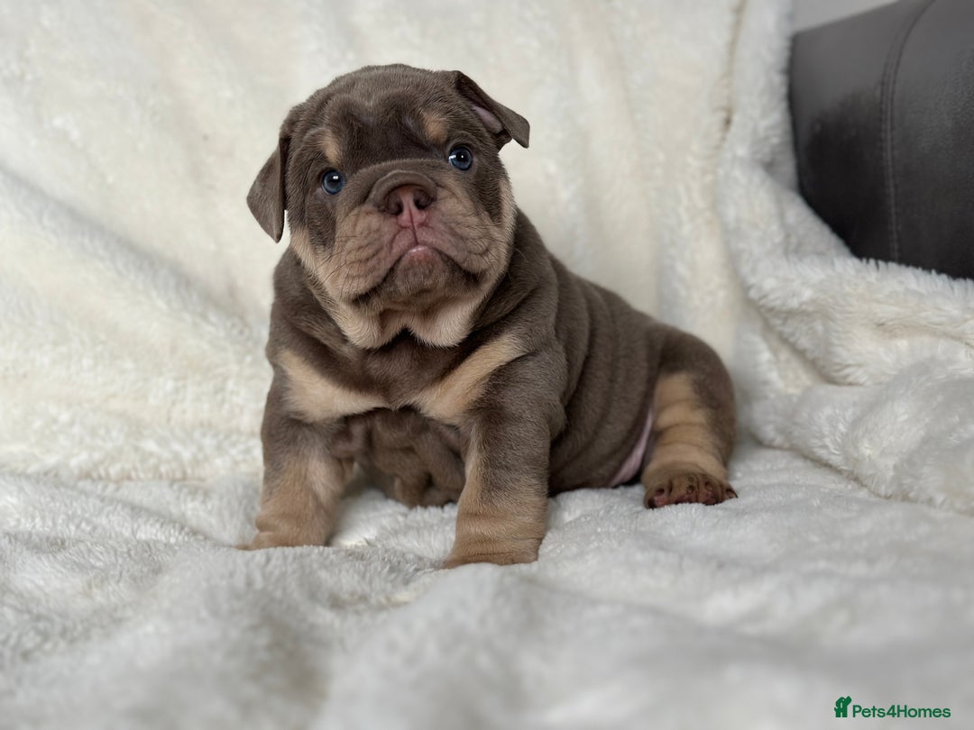 English Bulldog dogs for sale: British bulldog  - Image 22