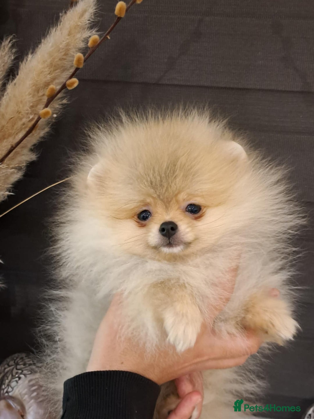 Pomeranian Adoption Baby Pomeranians For Sale Near Me Pomeranian
