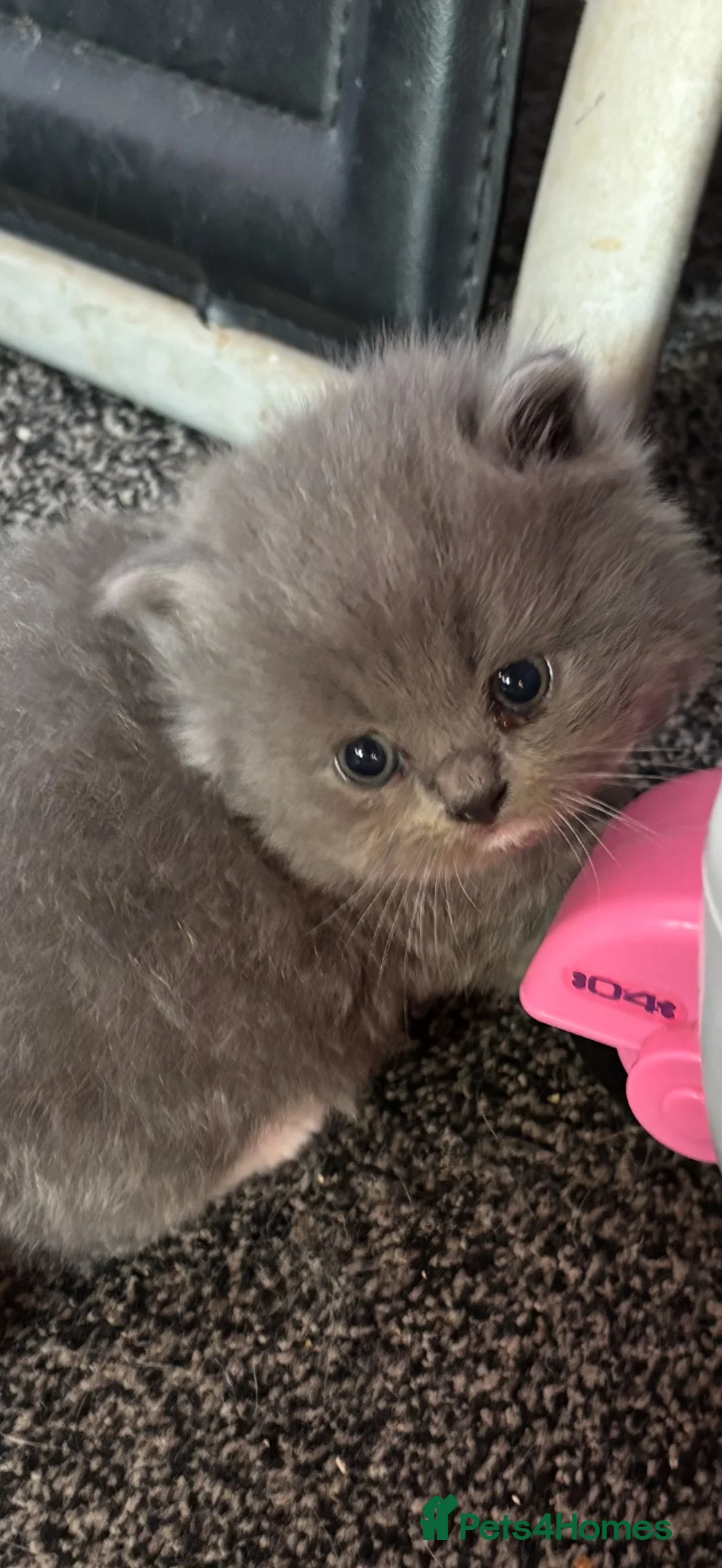 Persian cats for sale: Stunning grey Persian/ragdoll  - Advert 2