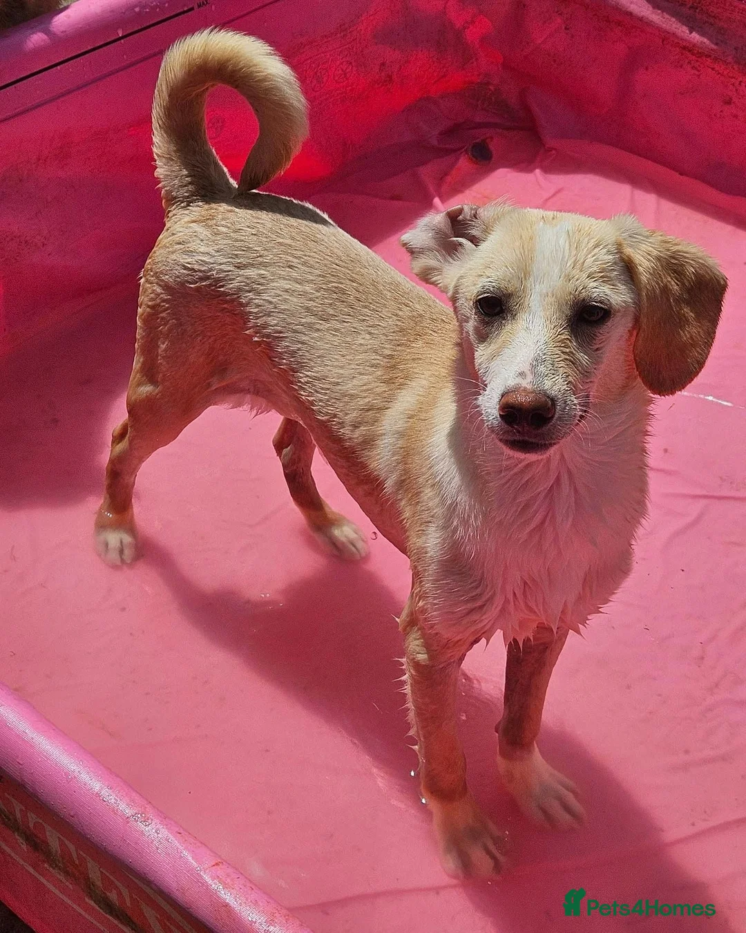 Mixed Breed dogs for adoption: Melody — A Clever, Happy Water‑Loving Girl in Aylesbury - Advert 2