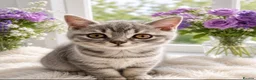 British Shorthair cats for sale: 🏆CHAMPION BLOODLINE 🏆 British shorthair  - Advert 1