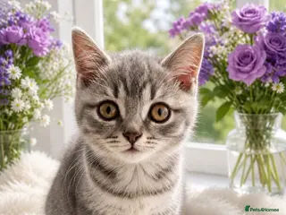British Shorthair cats 🏆CHAMPION BLOODLINE 🏆 British shorthair - Advert 4