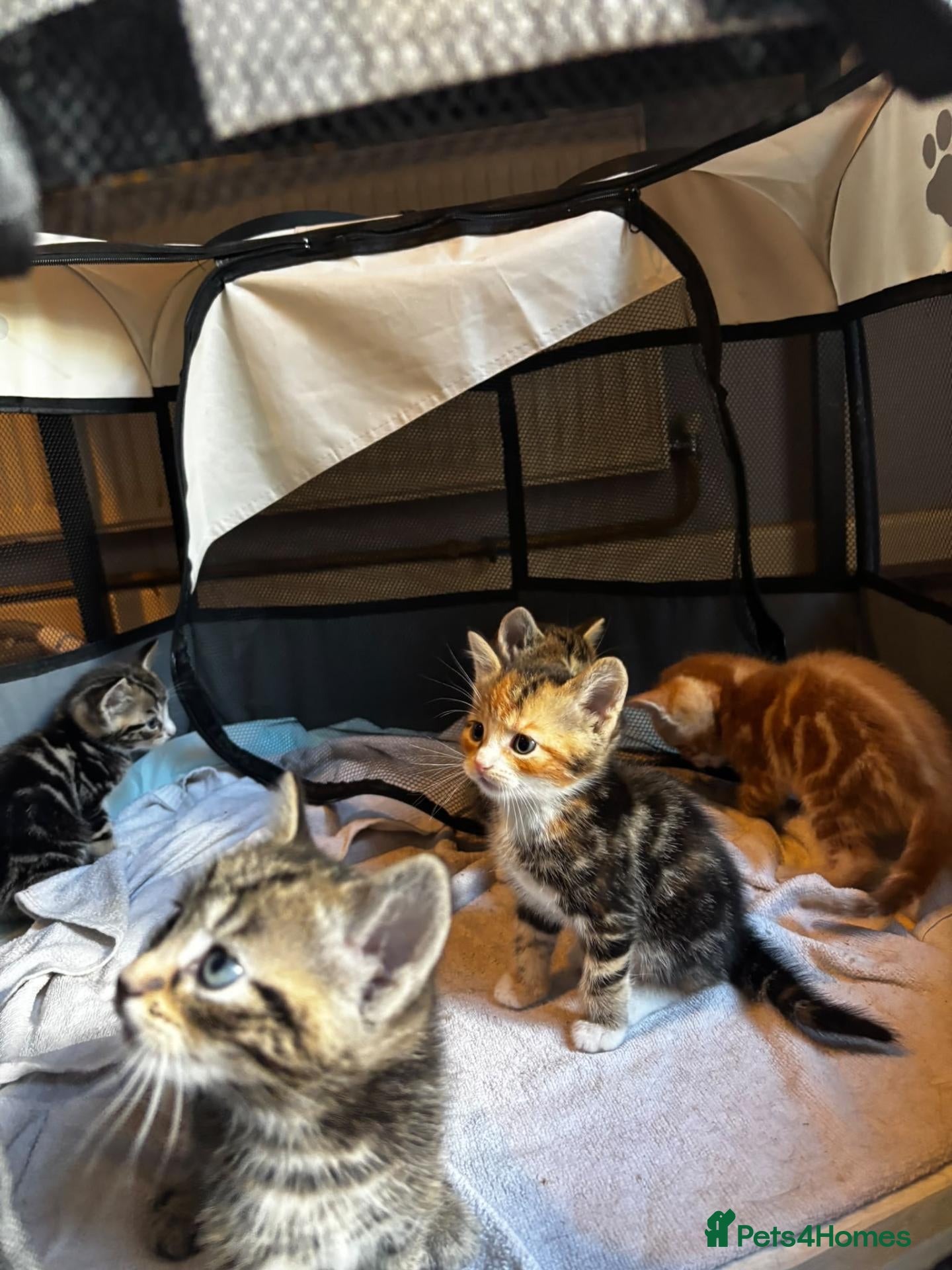 Mixed Breed cats 5 beauties  - Advert 2