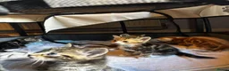Mixed Breed cats for sale: 5 beauties  in Southampton - Advert 1