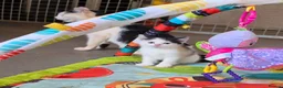 Mixed Breed cats for sale: Adorable Kittens Ready for their forever Homes - Advert 13