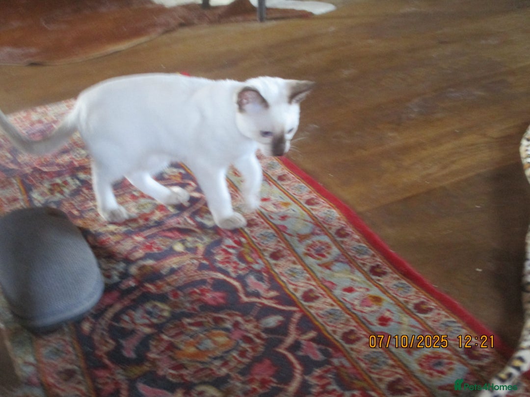 Siamese cats for sale: siamese kittens - Image 2