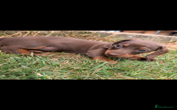 Miniature Dachshund dogs for sale: Smooth haired miniature dachshund  - Image 4