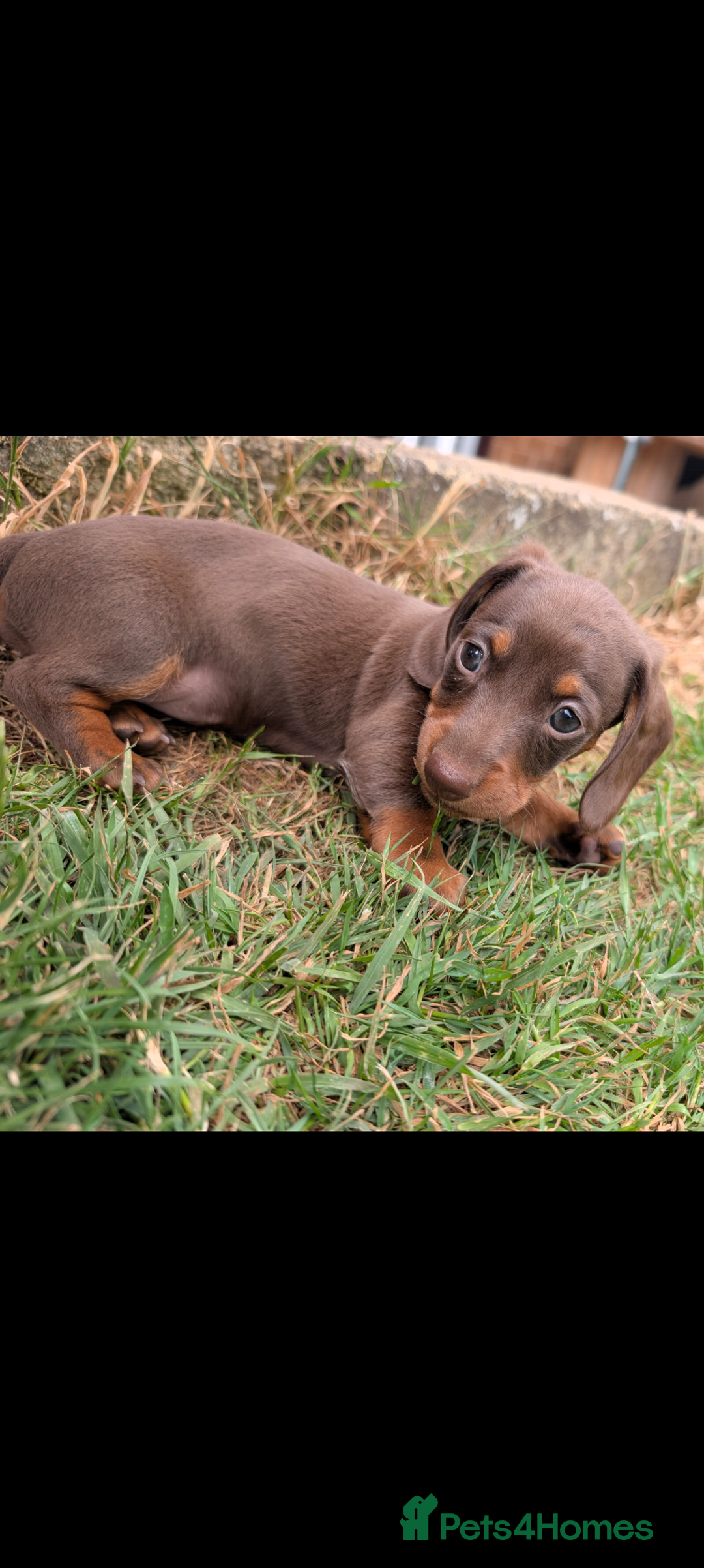 Miniature Dachshund dogs for sale: Smooth haired miniature dachshund  - Image 4