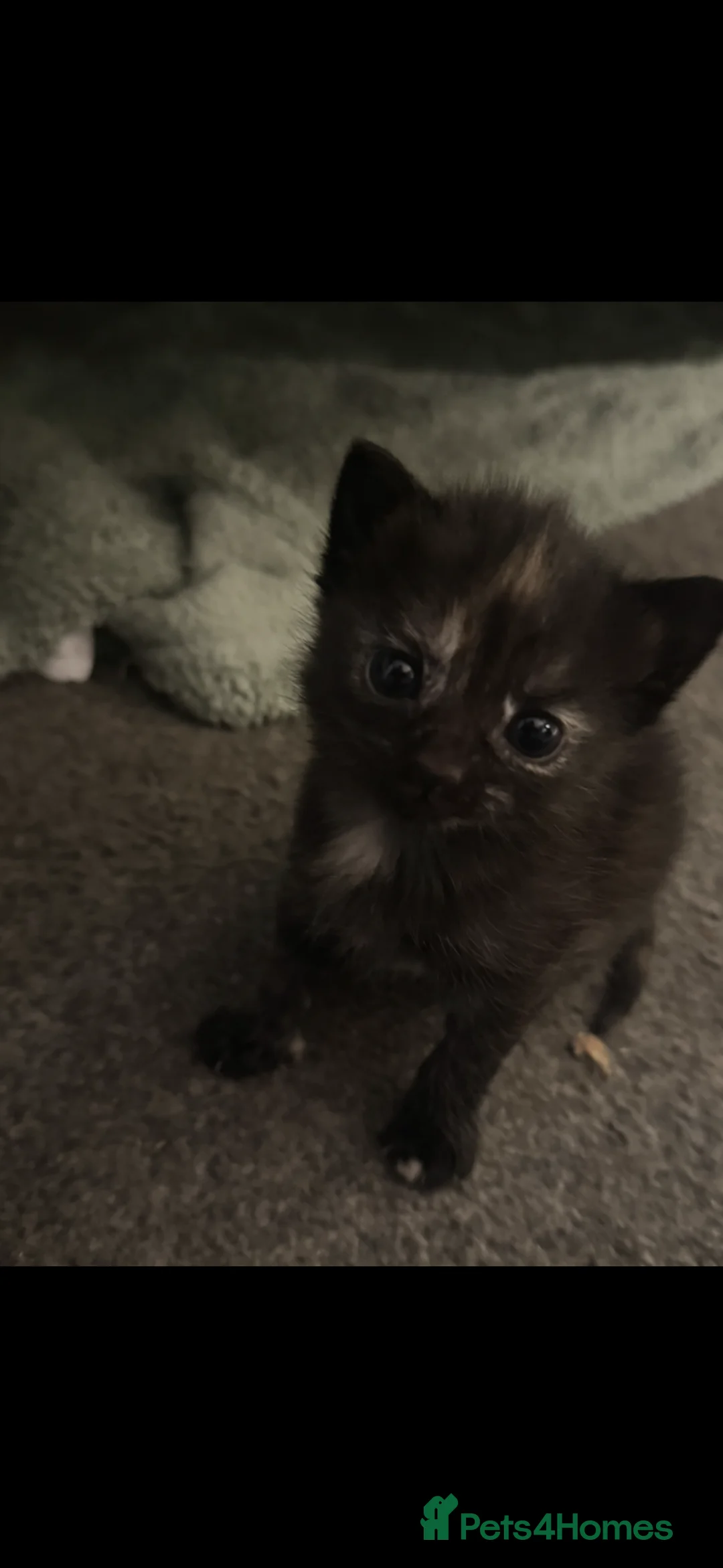 British Shorthair cats for sale: 5 beautiful kittens  - Advert 2